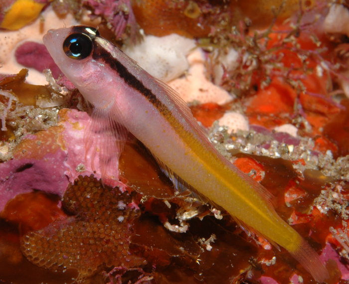 Yellow-and-Black Triplefin