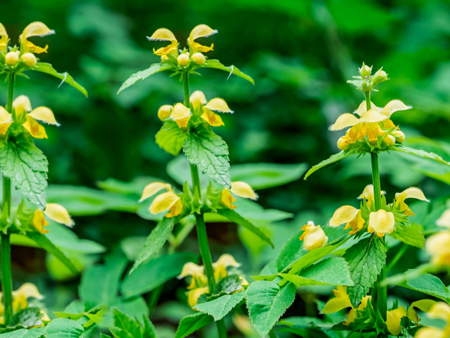 Yellow archangel 