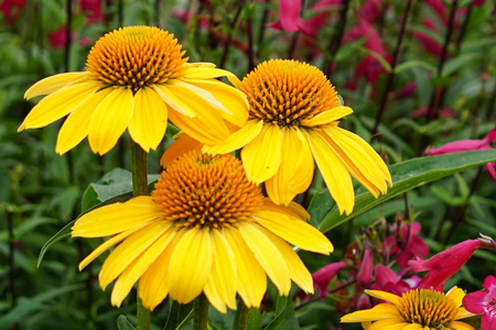 Yellow coneflower 