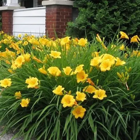 Yellow daylily 