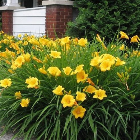 Yellow daylily 