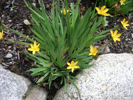 Yellow-eyed grass 