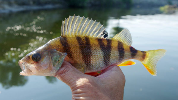 Yellow perch