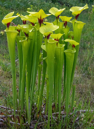 Yellow pitcher plant