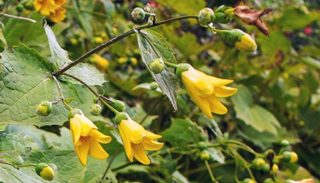 Yellow wax bells