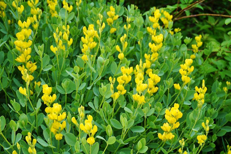 Yellow wild indigo