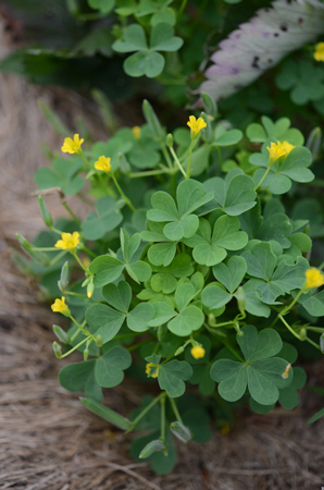 Yellow wood sorrel