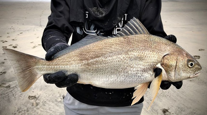 Yellowfin Croaker