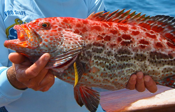 Yellowfin Grouper