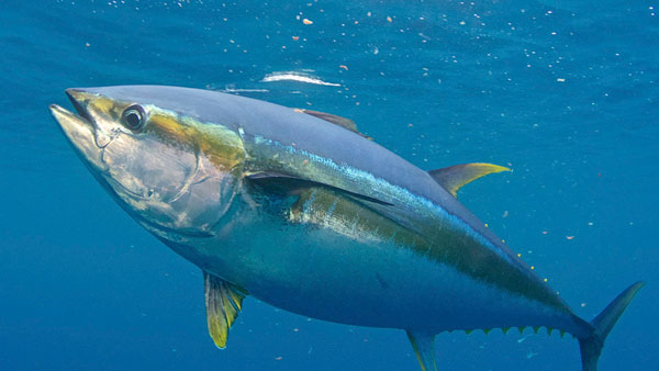 Yellowfin Tuna