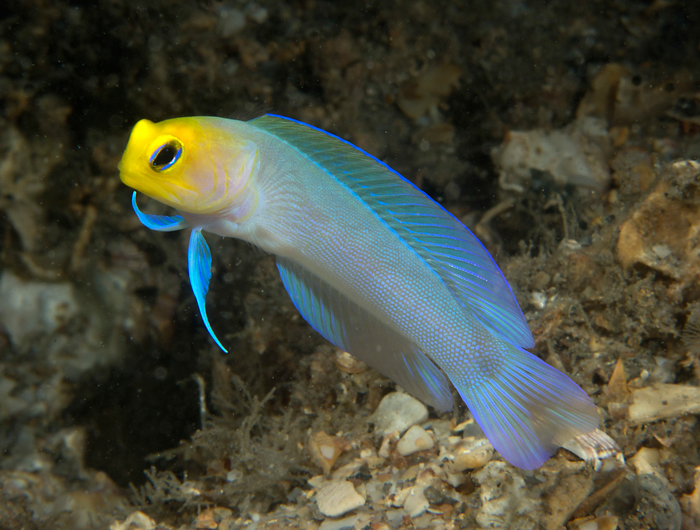 Yellowhead Jawfish