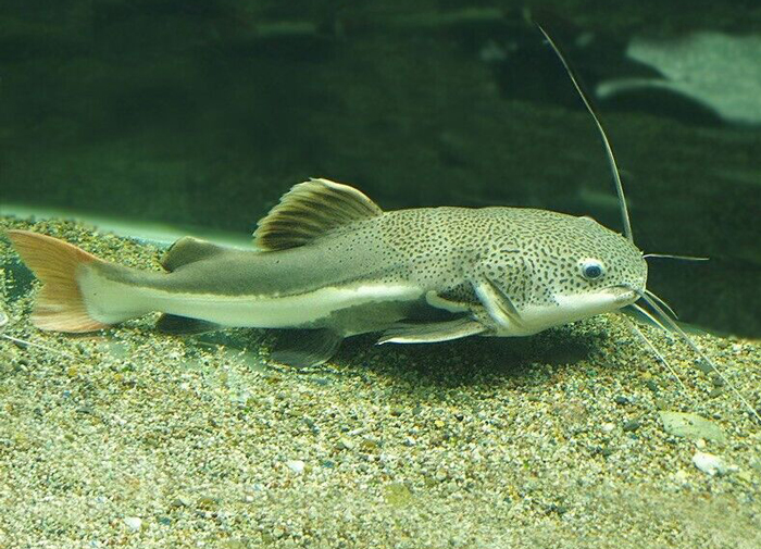 Yellowtail Catfish