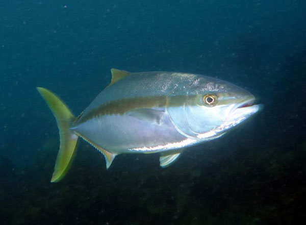 Yellowtail Jack