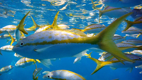 Yellowtail Snapper