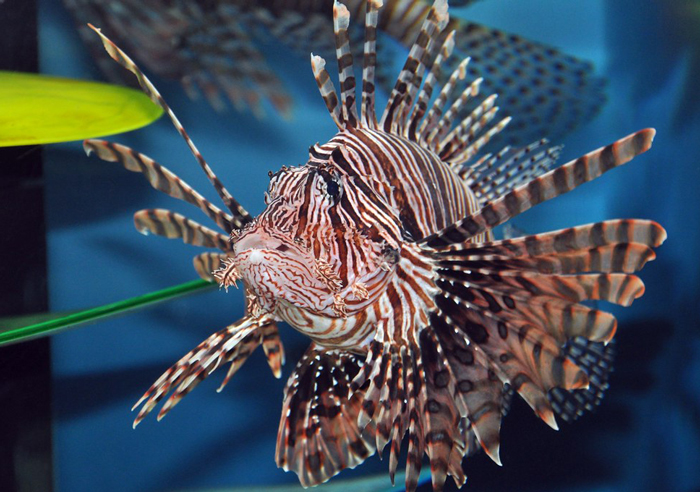 Zebra Lionfish