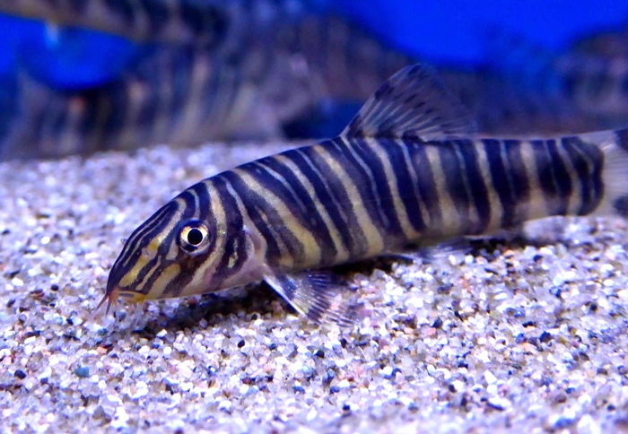 Zebra Loach