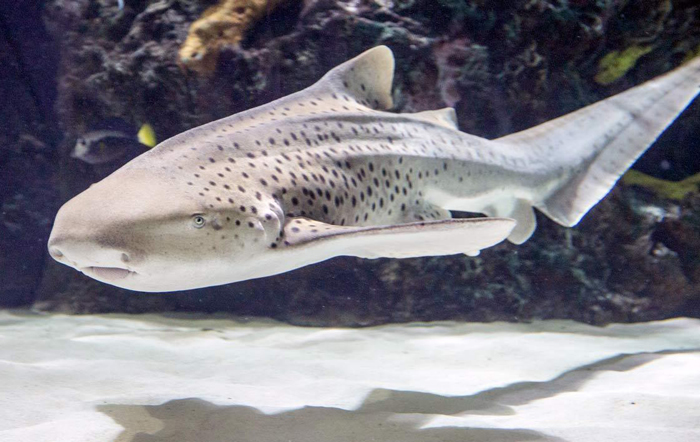 Zebra Shark