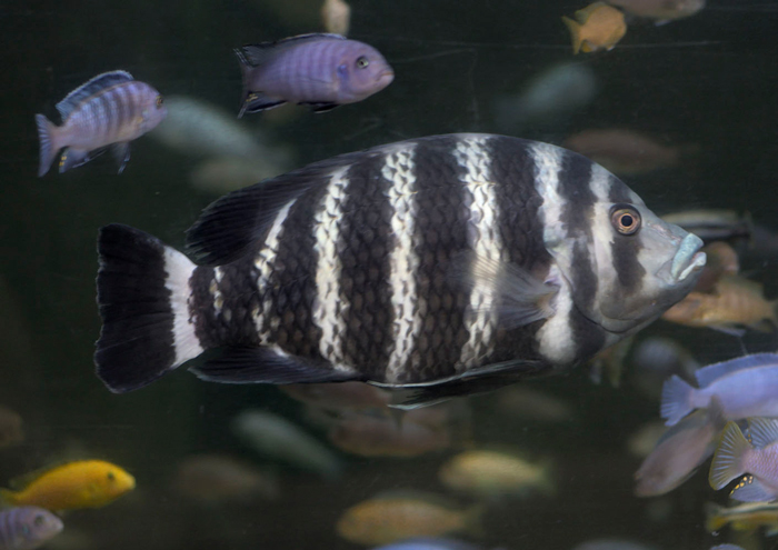 Zebra Tilapia