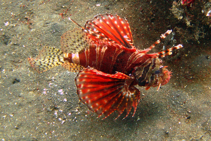 Zebra Turkeyfish