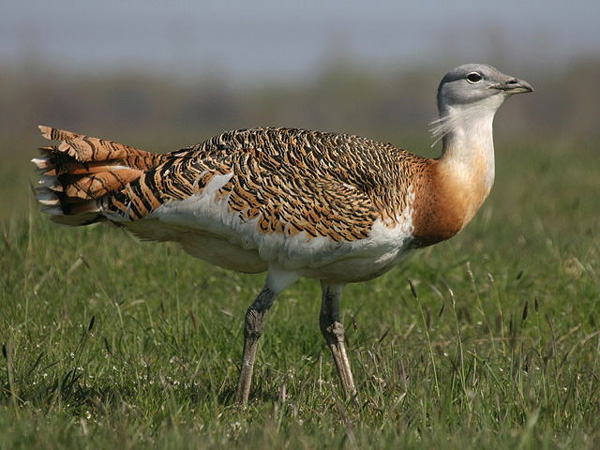 bustard lark