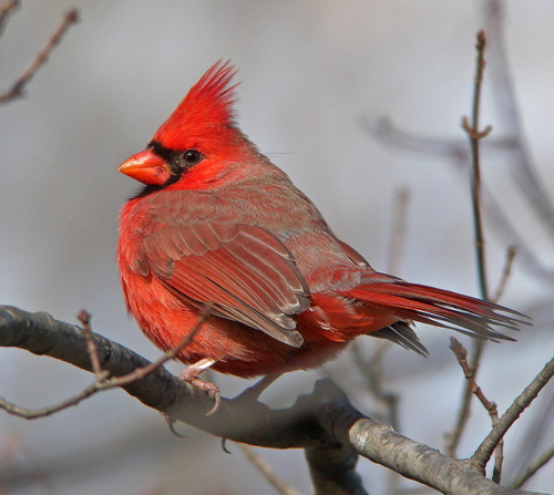 cardinal
