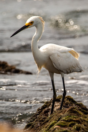 crane