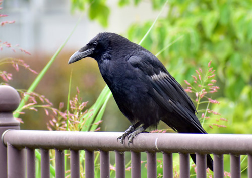 crow