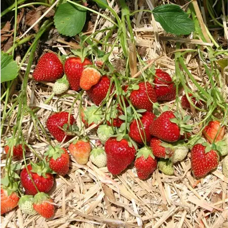 Scarlet strawberry 