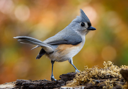 titmouse