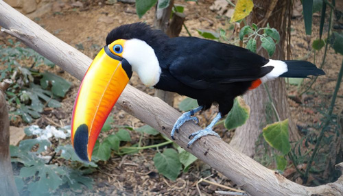 toucan