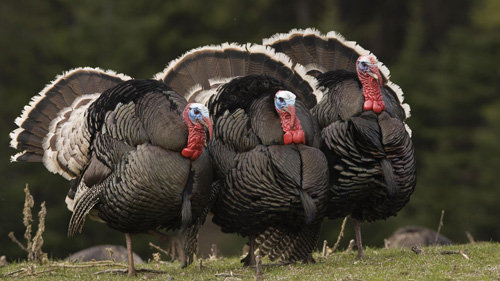 turkey