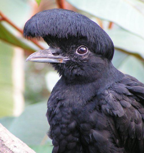umbrella bird
