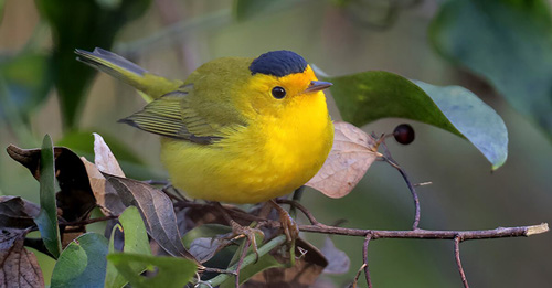 warbler