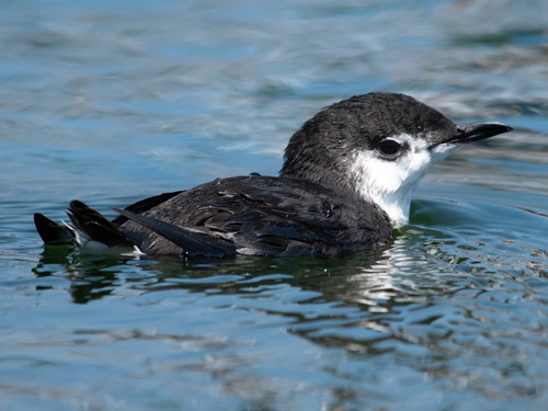 xantus's murrelet
