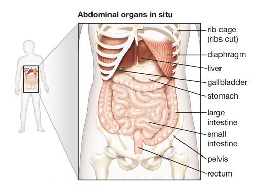 Abdomen