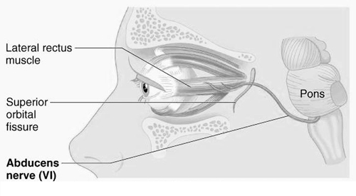 Abducent Nerve