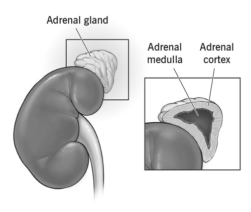 Adrenal Glands