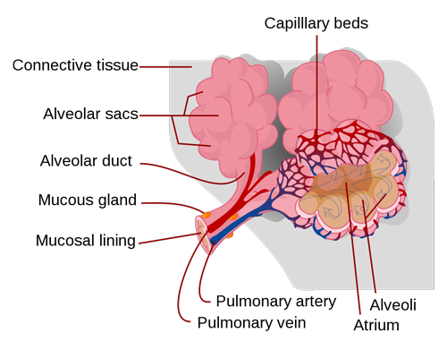 Alveoli