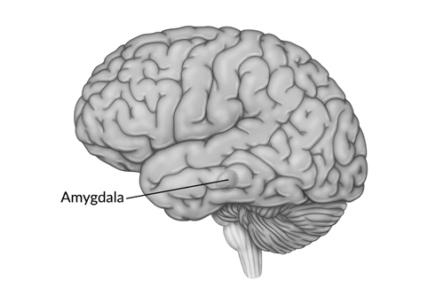 Amygdala