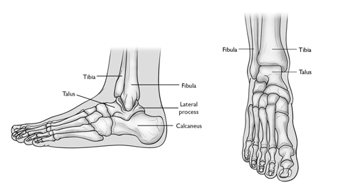 Ankle Joint