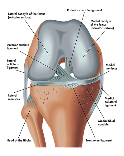 Anterior Cruciate Ligament