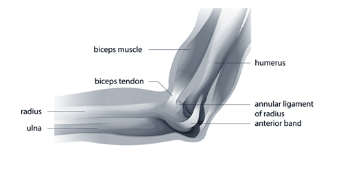 Anular Ligament