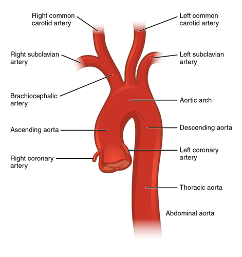 Aorta