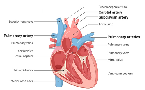 Artery