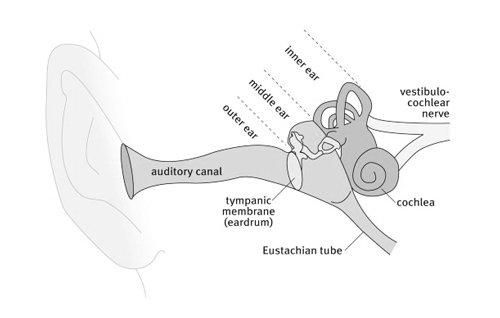 Auditory Canal