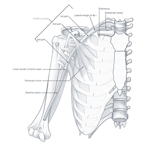 Axillary Artery