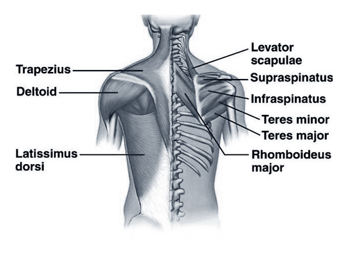 Back Muscles