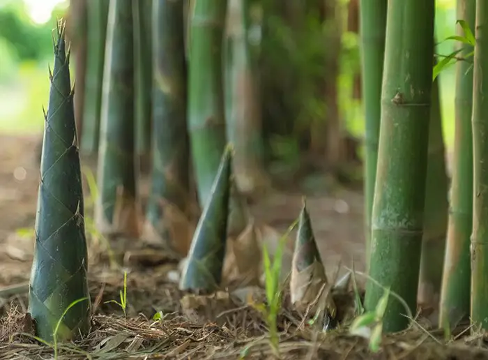 Bamboo Shoots
