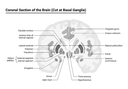 Basal Ganglia