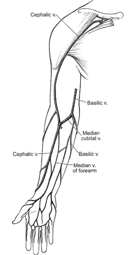 Basilic Vein